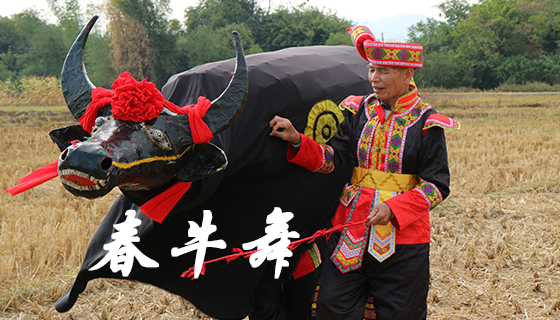 桂平石龙壮族春牛舞